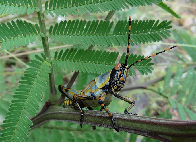 Zonocerus elegans - Sudafrica